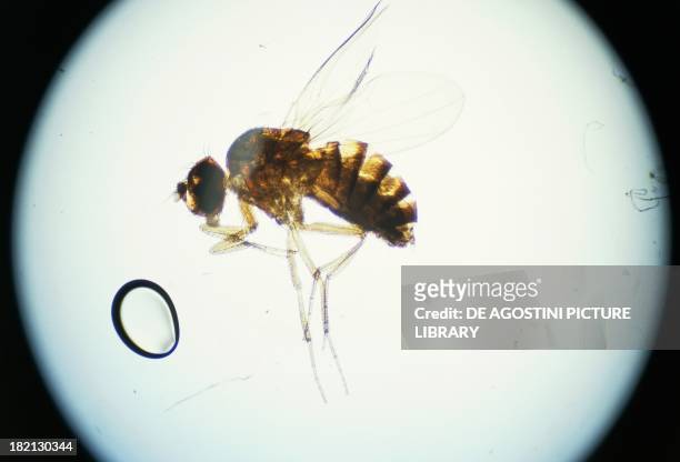 Common Fruit Fly or Vinegar Fly under the microscope , Diptera.