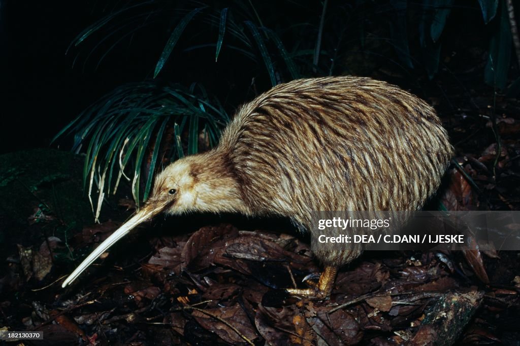 Little Spotted Kiwi or Little Gray Kiwi...