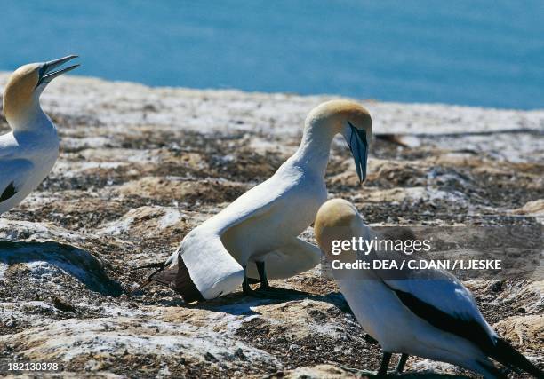 Australasian Gannets , Sulidae, Hawke's Bay Region, North Island, New Zealand.