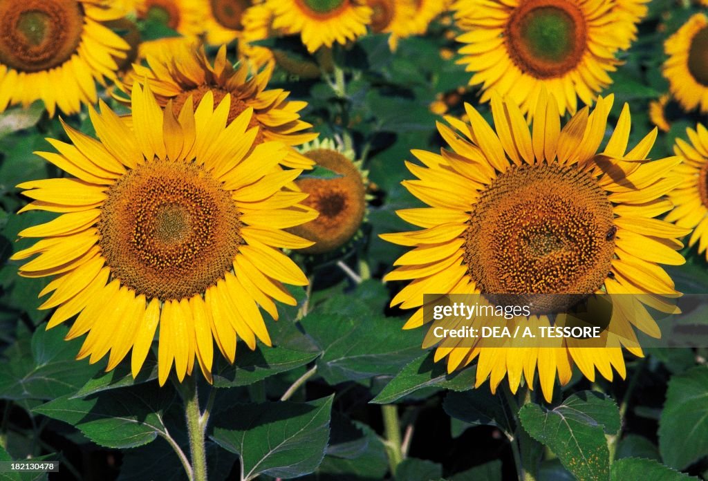 Sunflower fields, around Troy, Puglia, Italy