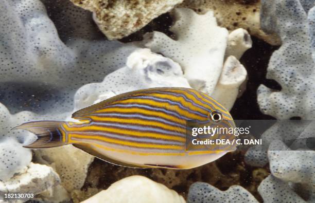 Striped surgeonfish or Lined surgeonfish , Acanthuridae, in aquarium.