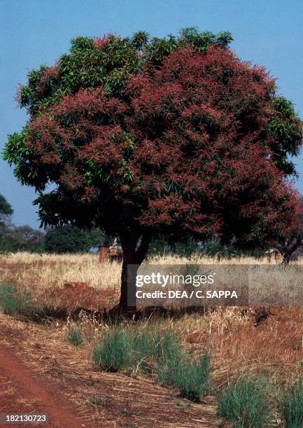 Mango tree in bloom , Anacardiaceae, Benin.