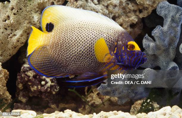 Blueface angelfish or Yellowface angelfish , Chaetodontidae, in aquarium.