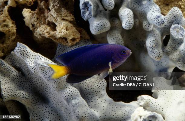 Damselfish or Yellow bellied damsel , Pomacentridae, in aquarium.