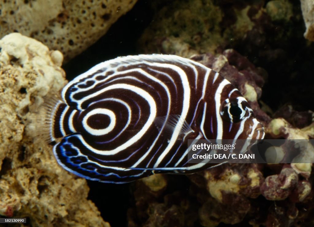 Juvenile emperor angelfish...