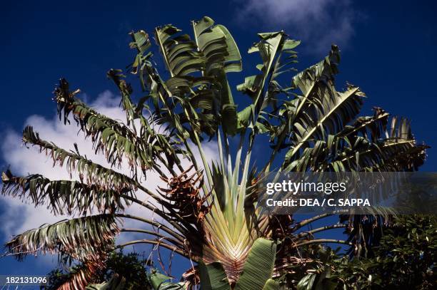 Traveller's Tree or Traveller's Palm , Strelitziaceae, Mauritius. Detail.