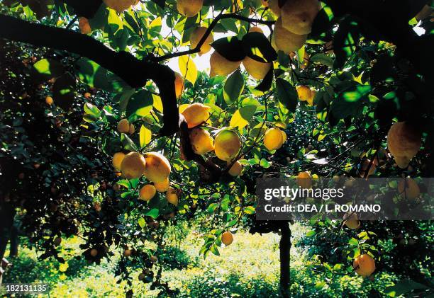 Citrus fruit crops, Conca d'Oro, Sicily, Italy.