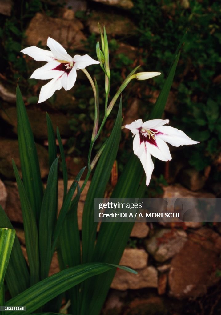 Abyssinian Gladiolus...