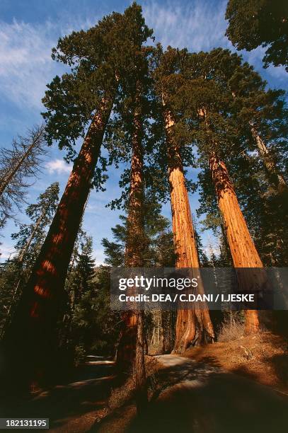 Giant Sequoia, Giant Redwood, Sierra Redwood or Wellingtonia trees , Cupressaceae, Sequoia National Park, California, United States.