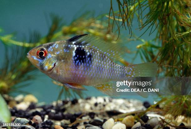 Ram, Blue ram, German blue ram or Ramirez's dwarf cichlid , Cichlidae, in aquarium.