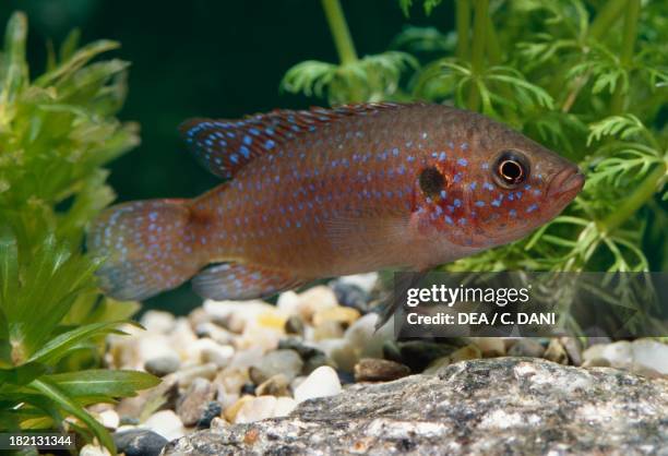 African jewelfish or Jewel cichlid , Cichlidae, in aquarium.