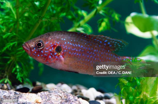 African jewelfish or Jewel cichlid , Cichlidae, in aquarium.