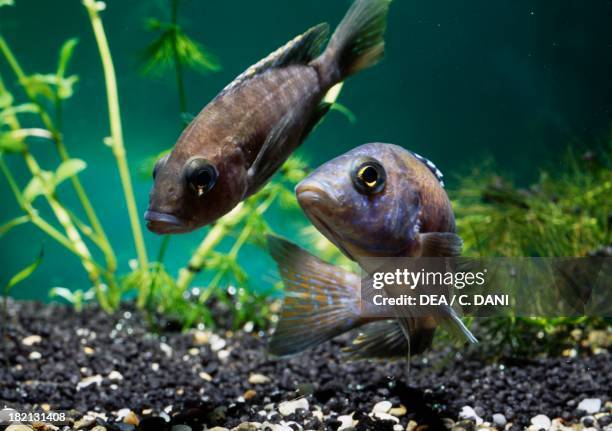 Deep water haplochromis , Cichlidae, in aquarium.