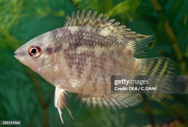 Flag fish or Flag cichlid , Cichlidae, in aquarium.