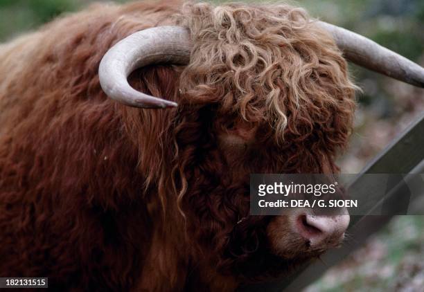 Bull , Bovids, Highlands, Scotland, United Kingdom.