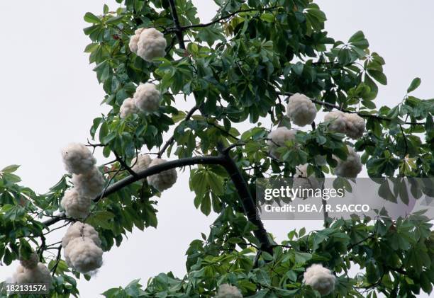 Silk Floss Tree fruits , Bombacaceae.