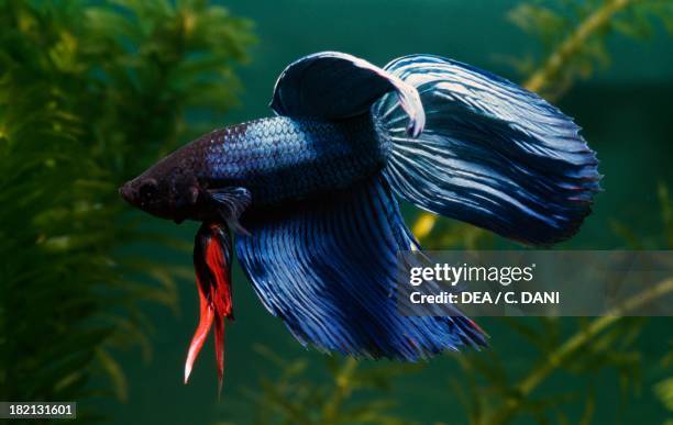 Siamese fighting fish or Betta , Osphronemidae, in aquarium.