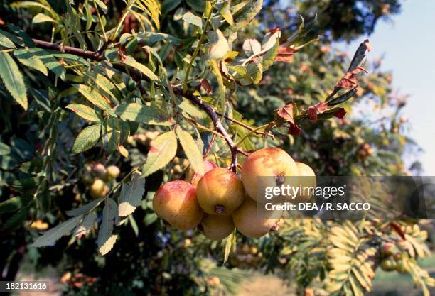 Sorb Fructe Sorb Tree Photos and Premium High Res Pictures - Getty Images