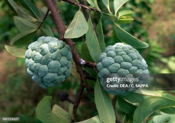 Sugar apple , Annonaceae, Thailand.