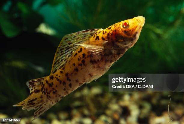 Yucatan molly , Poeciliidae, in aquarium.