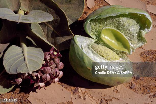 Fruit of the Sodom Apple or Calotropis procera, Asclepiadaceae, Acacus Mountains, Libya.