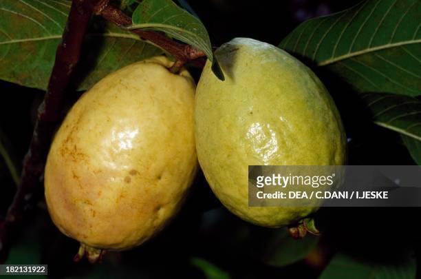 Fruit of the Guava , Myrtaceae, French Polynesia .