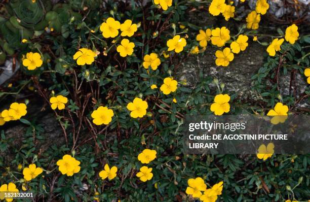 Wallflower or Aegean wallflower , Brassicaceae.