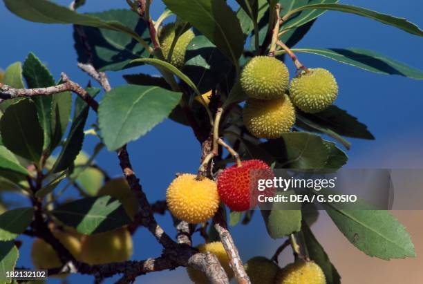Sorb Fructe Sorb Tree Photos and Premium High Res Pictures - Getty Images