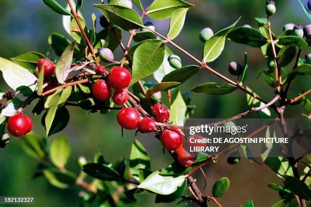 Italian Buckthorn or Mediterranean Buckthorn berries , Rhamnaceae.