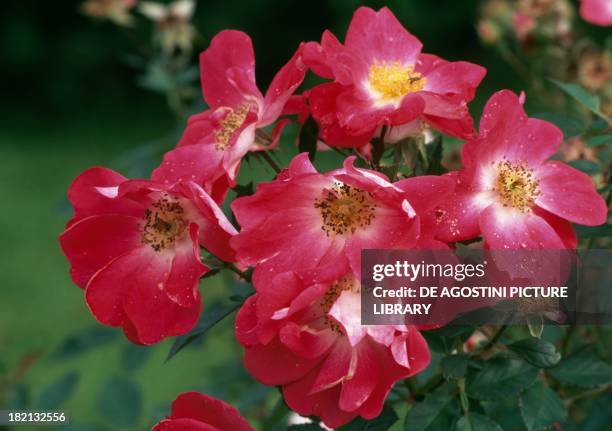 Pink Hedge Rose Photos and Premium High Res Pictures - Getty Images