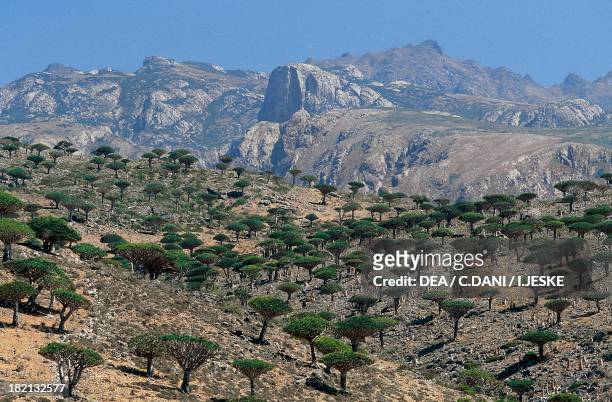 Socotra Dragon Trees or Dragon Blood Trees , Asparagaceae, Haggier Mountains, Socotra Island , Yemen.