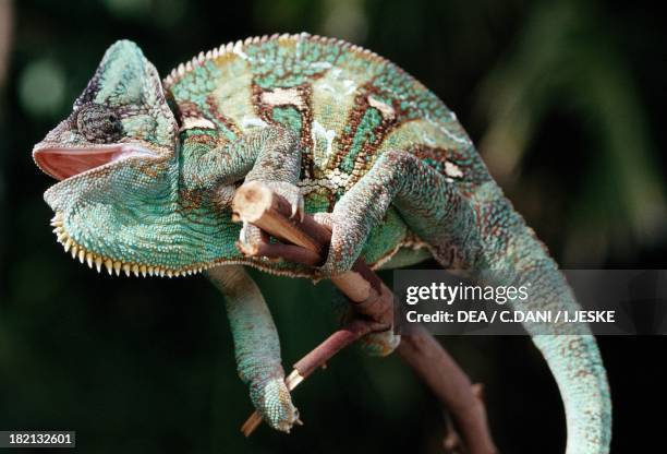 Veiled chameleon , Chamaeleonidae, Yemen.