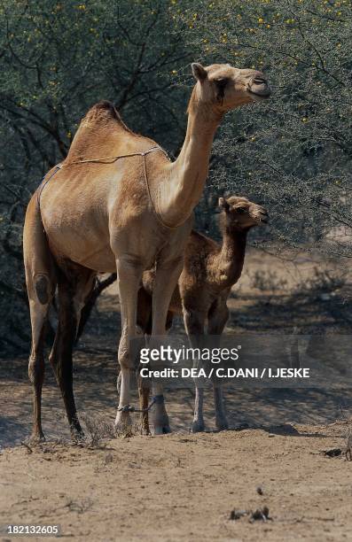 Dromedaries , Camelids, Yemen.