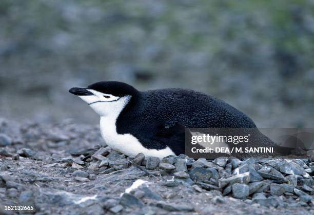 Chinstrap Penguin , Spheniscidae, Aitcho Islands, Antarctica.