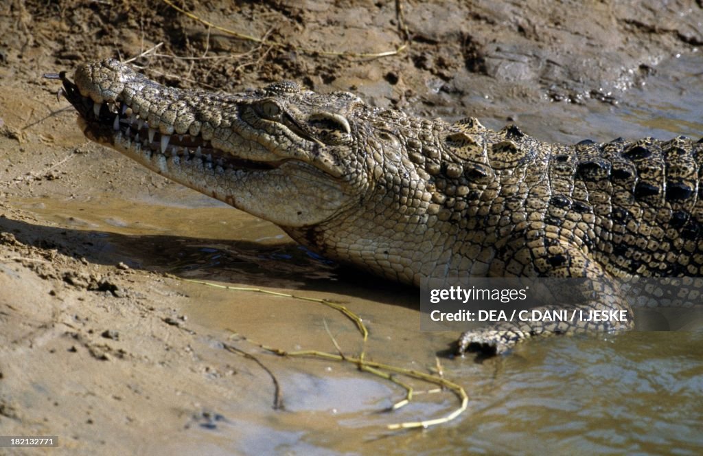 Saltwater crocodile (Crocodylus porosus)...