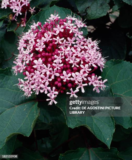 Rose glorybower , Verbenaceae.