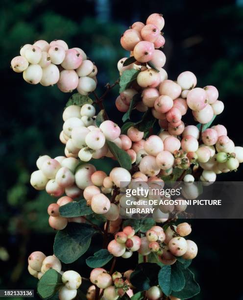 Snowberry , Caprifoliaceae.