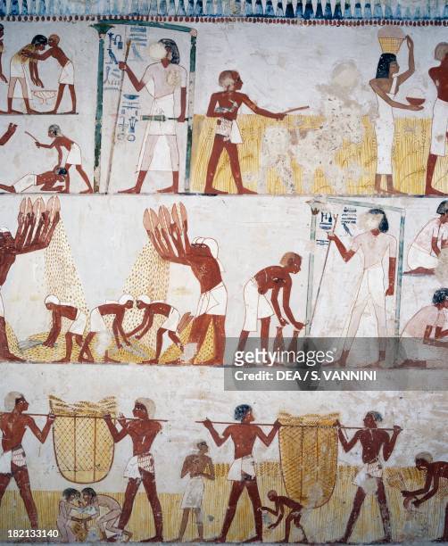 Reaping and harvesting the corn, tomb of Menna, detail from the frescoes in the vestibule, 18th dynasty of Amenhotep III , necropolis of Shaykh Abd...