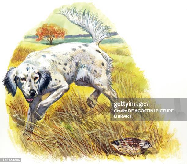 Point Setter 140 Point Setter Stock Photos, High-Res Pictures, and Images - Getty Images