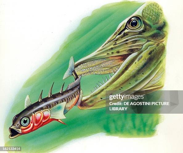 Three-spined stickleback with straight dorsal spines to defend itself ...