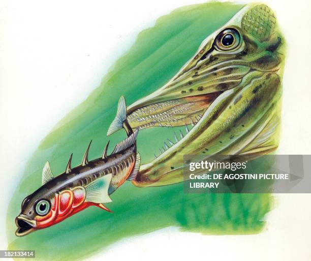 Three-spined stickleback with straight dorsal spines to defend itself against a Northern Pike , illustration.