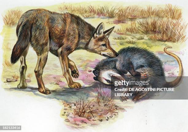 Virginia Opossum pretending to be dead to avoid being caught by a predator, illustration.