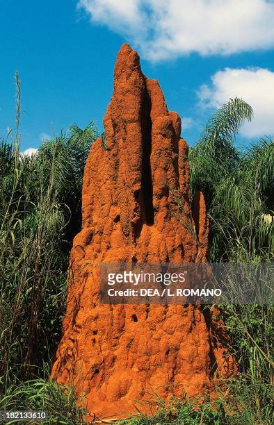 Termite mound, Isoptera, Dix-Huit Montagnes, Ivory Coast.