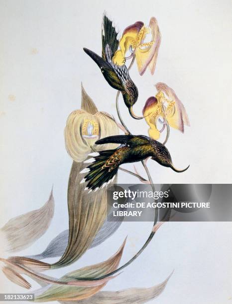 White-tipped Sicklebill illustration for A Monograph of the Trochilidae or Hummingbirds, by John Gould .