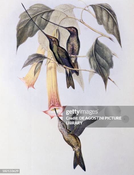 Sword-billed Humming Bird , 1849 illustration for A Monograph of the Trochilidae or Hummingbirds, by John Gould .