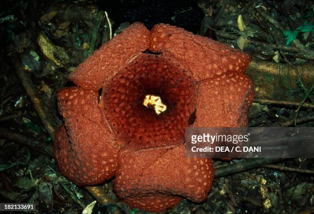Rafflesia micropylora, Rafflesiaceae.