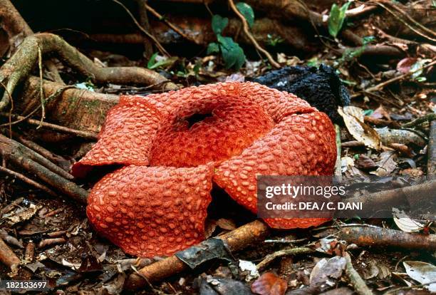 Rafflesia micropylora, Rafflesiacee.