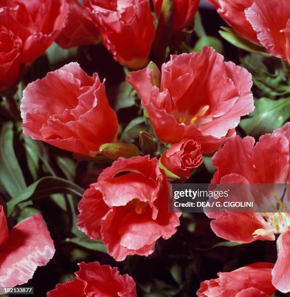 Ruby chalice clarkia or Farewell to spring , Onagraceae.