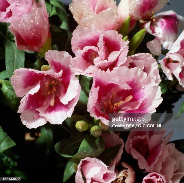 Ruby chalice clarkia or Farewell to spring , Onagraceae.