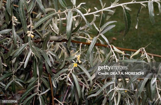 Elaeagnus capsicum, Elaeagnaceae. Detail.